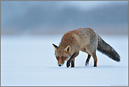 Reineke Fuchs... Rotfuchs *Vulpes vulpes* im Schnee