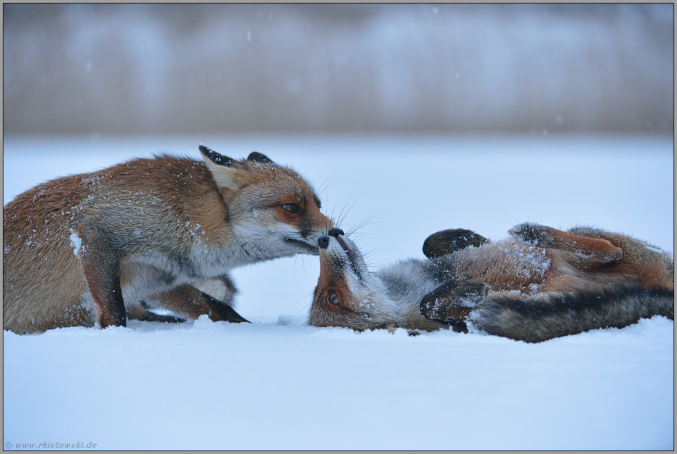 Zu Spater Stunde Rotfuchse Vulpes Vulpes Im Schnee