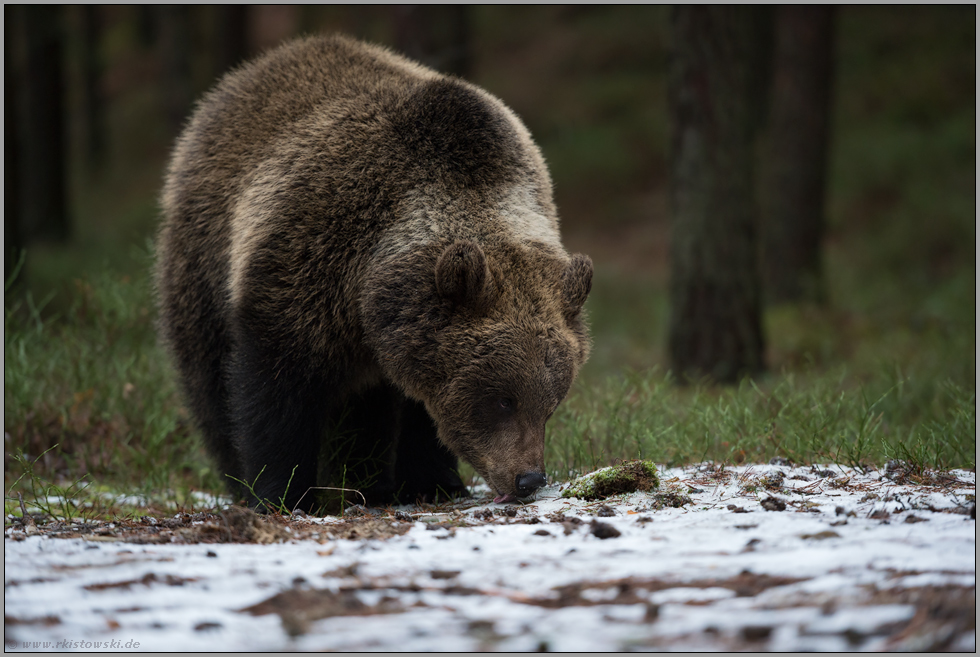 Schnee schlecken... Europäischer Braunbär *Ursus arctos* stillt seinen Durst