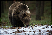 Schnee schlecken... Europäischer Braunbär *Ursus arctos* stillt seinen Durst