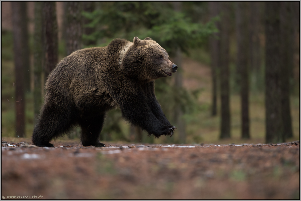 Lebensfreude... Europäischer Braunbär *Ursus arctos* springt durch den Wald
