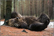 et' juckt... Europäischer Braunbär *Ursus arctos* wälztz sich auf dem Rücken