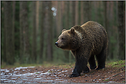 junger Braunbär... Europäischer Braunbär *Ursus arctos* im späten Winter