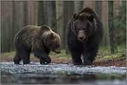 Geschwister... Europäische Braunbären *Ursus arctos*