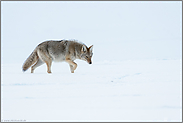 der Blick des Koyoten... Kojote *Canis latrans* im Schnee