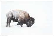 im Schnee scharrend...  Amerikanischer Bison *Bison bison* im Schneesturm