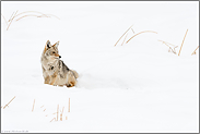 im Schnee sitzend... Kojote *Canis latrans*