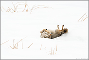 im Schnee wälzen... Kojote *Canis latrans* in Rückenlage