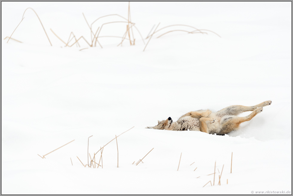 genussvoll... Kojote *Canis latrans* wälzt sich im Schnee