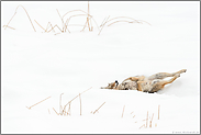 genussvoll... Kojote *Canis latrans* wälzt sich im Schnee