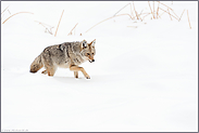 vom Wolf manchmal nur schwer zu unterscheiden... Kojote *Canis latrans* im Winter