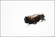 im weißen Nichts...  Amerikanischer Bison *Bison bison* stürmt durch Pulverschnee