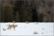 langbeinig... Kojote *Canis latrans* auf Distanz im Schnee am Waldrand