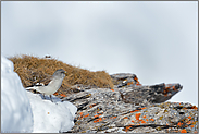 "kleiner" Vogel auf über 2.000 Meter Höhe... Schneesperling *Montifringilla nivalis*