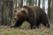 stets vorsichtig... Europäischer Braunbär *Ursus arctos*