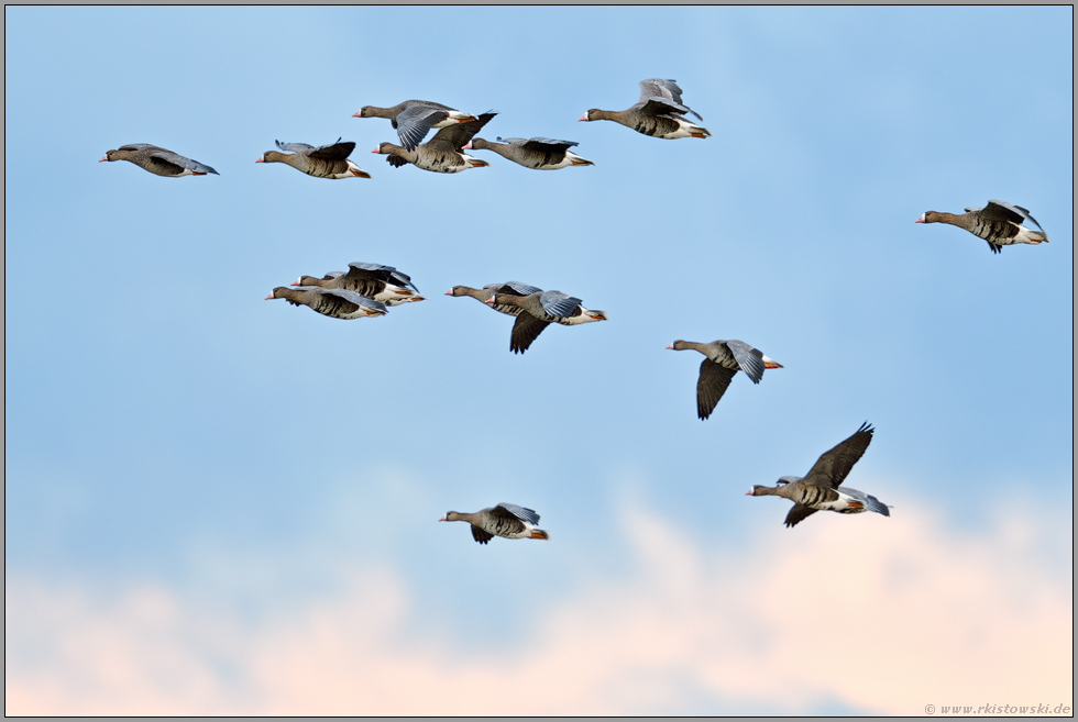 im Überflug... Blässgänse *Anser albifrons*