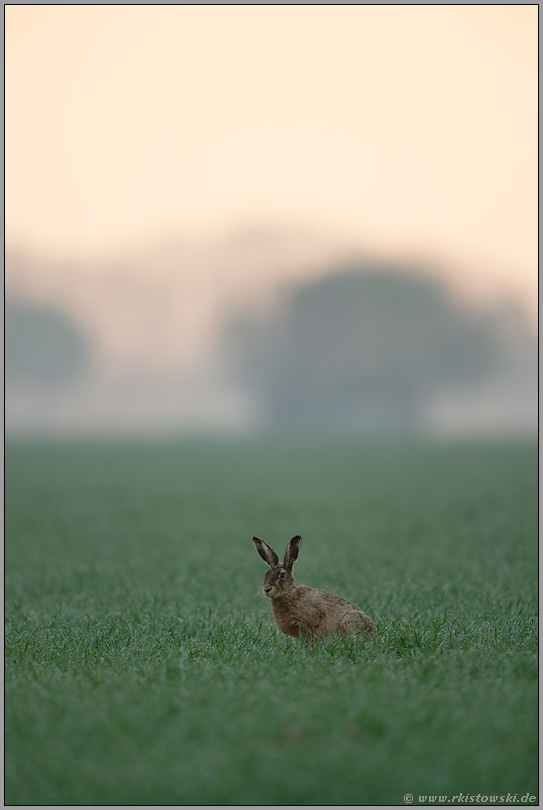 frühmorgens auf den Feldern... Feldhase *Lepus europaeus* kurz vor Sonnenaufgang