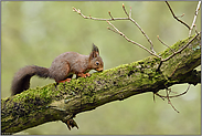 hoch oben im Baum... Eichhörnchen *Sciurus vulgaris* bei der Nahrungssuche in einer alten Eiche