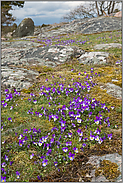 Frühling in Schweden... Duftveilchen *Viola odorata*