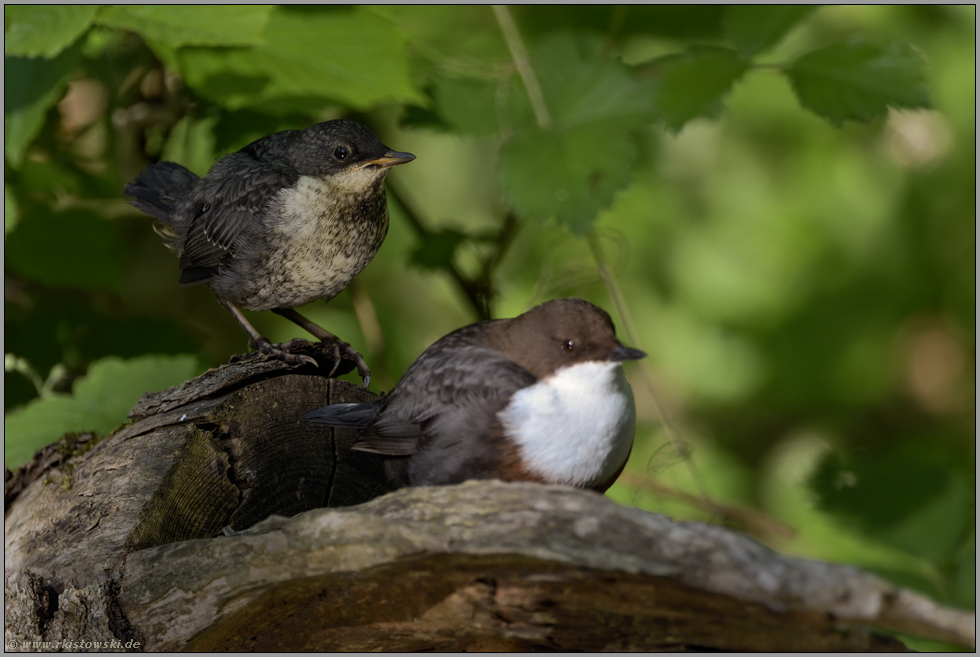 gemeinsam... Wasseramsel *Cinclus cinclus*, Jungvogel mit Altvogel