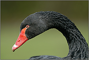 schwarz-rot... Trauerschwan *Cygnus atratus* - ein Gefangenschaftsflüchtling aus Australien