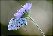kopfüber... Himmelblauer Bläuling *Polyommatus bellargus* in Schlafposition