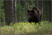 tief im Wald... Europäischer Braunbär *Ursus arctos*