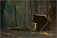 erbost... Europäischer Braunbär *Ursus arctos* im Wald