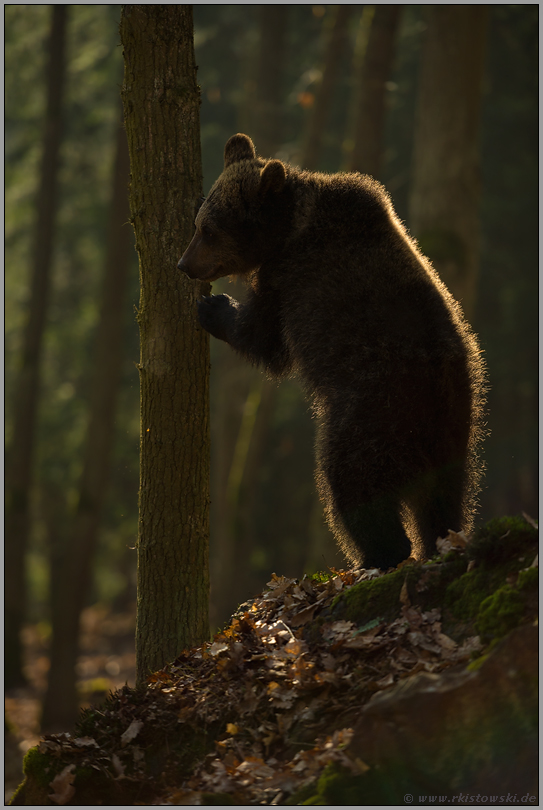 auf zwei Beinen... Europäischer Braunbär *Ursus arctos*  steht auf den Hinterbeinen, um zu beobachten