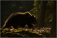 im dunklen Wald... Europäischer Braunbär *Ursus arctos* läuft durch den Wald