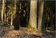 ein Männlein steht im Walde... Europäischer Braunbär *Ursus arctos* richtet sich auf die Hinterbeine auf