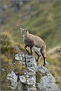 mühelos... Alpensteinbock *Capra ibex*, Jungtier beim Aufstieg