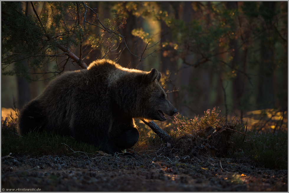 im Wald... Europäischer Braunbär *Ursus arctos* im Spätsommer
