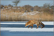 mitten auf dem See... Rotfuchs *Vulpes vulpes* läuft über eine schneebedeckte Eisfläche