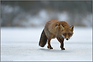 auf dem Eis... Rotfuchs *Vulpes vulpes*, Fuchs läuft über einen zugefrorenen See