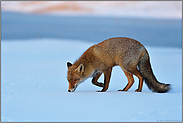 auf dem Eis... Rotfuchs *Vulpes vulpes* läuft mit der Nase am Boden durch den Schnee