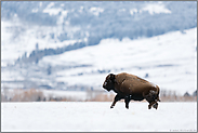 Lebenslust...  Amerikanischer Bison *Bison bison* in weiter Landschaft, Yellowstone NP, USA