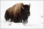 kraftvoll...  Amerikanischer Bison *Bison bison* stürmt durch Schnee, Yellowstone Nationalpark