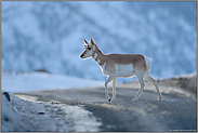 Strassenüberquerung... Gabelantilope *Antilocapra americana* im Winter, Yellowstone NP