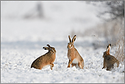 Tanz der Hasen... Feldhase *Lepus europaeus* im Schnee