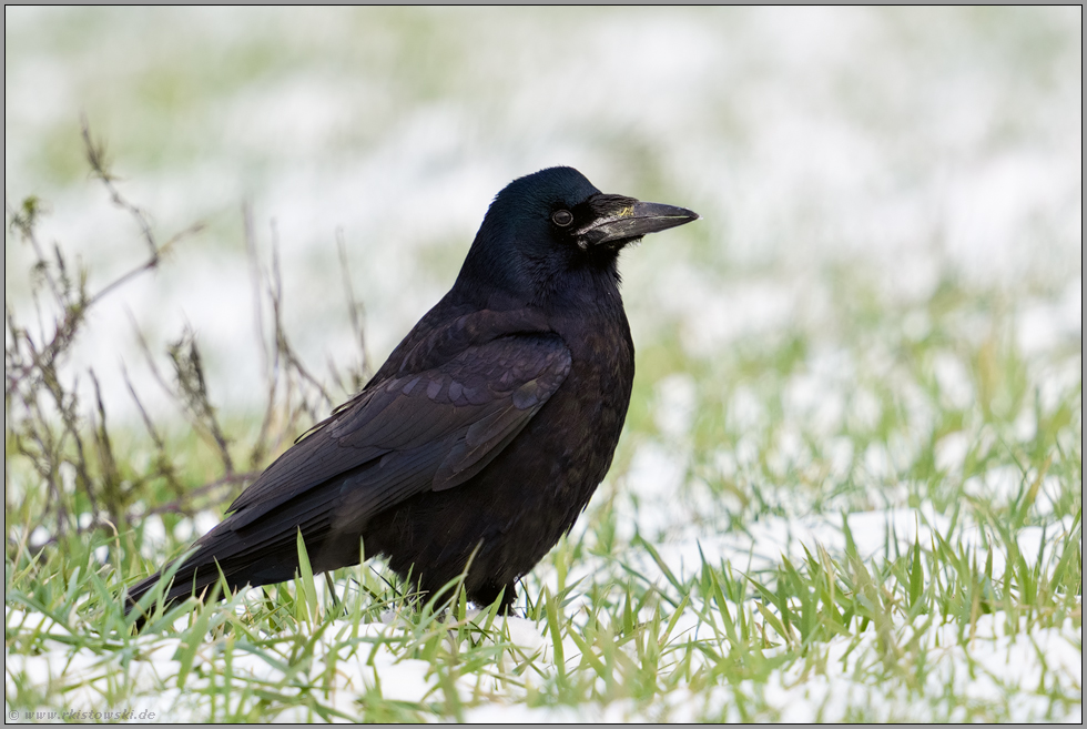 Nicht Sonderlich Schon Aber Schlau Saatkrahe Corvus Frugilegus Auf Einem Feld Im Winter