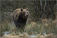 im Sumpf... Europäischer Braunbär *Ursus arctos*, junger Bär in schnellem Lauf