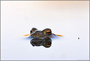 Störenfried im Anmarsch... Erdkröte *Bufo bufo* wartet im Wasser auf ein Weibchen