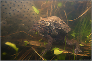 zur Laichzeit... Erdkröte *Bufo bufo*, verpaart, Unterwasseraufnahme