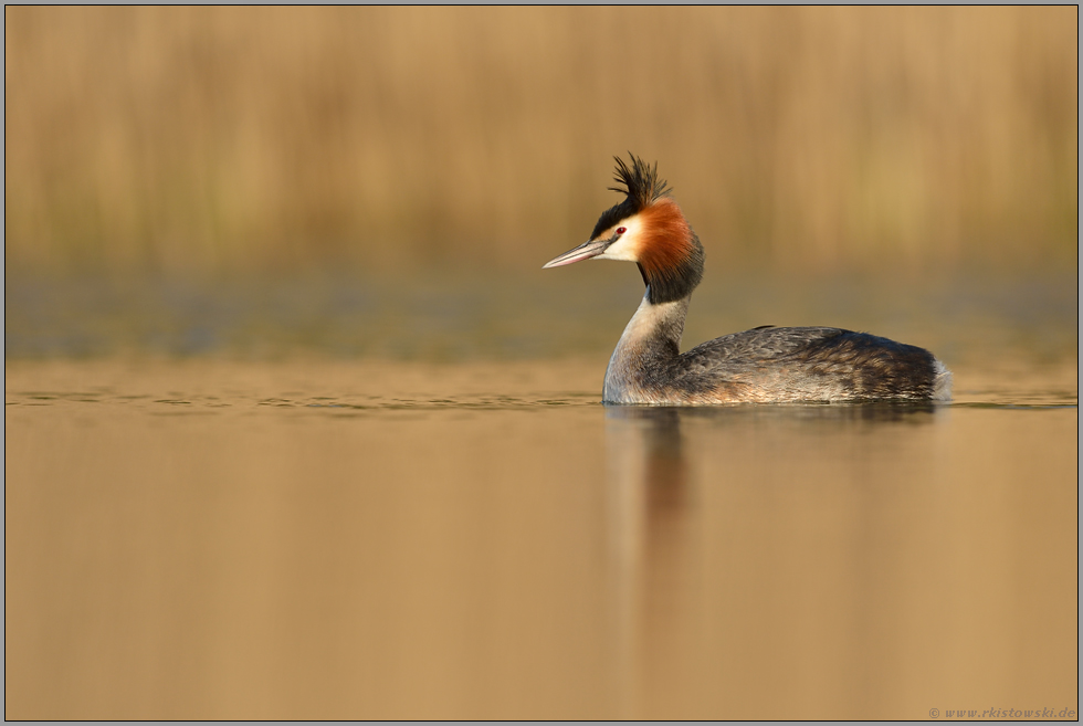 wenn Haare zu Berge stehen... Haubentaucher *Podiceps cristatus* in goldenem Licht