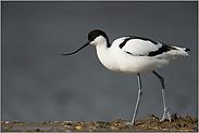 im Profil... Säbelschnäbler *Recurvirostra avosetta*, Watvogel auf langen Beinen