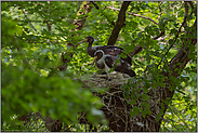 zwei im Nest...  Schwarzstorch *Ciconia nigra*, Jungstörche im Naturwald
