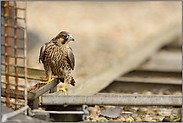 erste Ausflüge... Wanderfalke *Falco peregrinus* erkundet die Umgebung