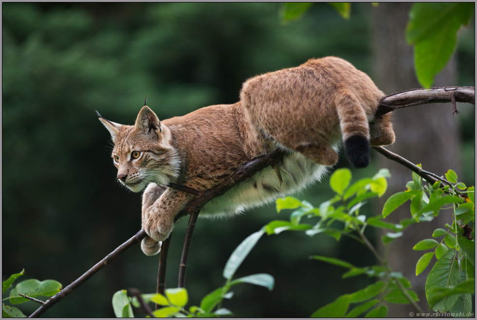 auf der Lauer... Eurasischer Luchs *Lynx lynx* jagt vom Baum herab
