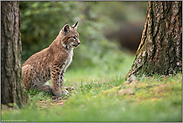 Überraschungsjäger... Eurasischer Luchs *Lynx lynx* sitzt zwischen Bäumen